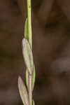 Scalloped milkwort